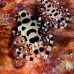 shrimp_coleman_bhr_tam_v_0376_bal6238.jpg